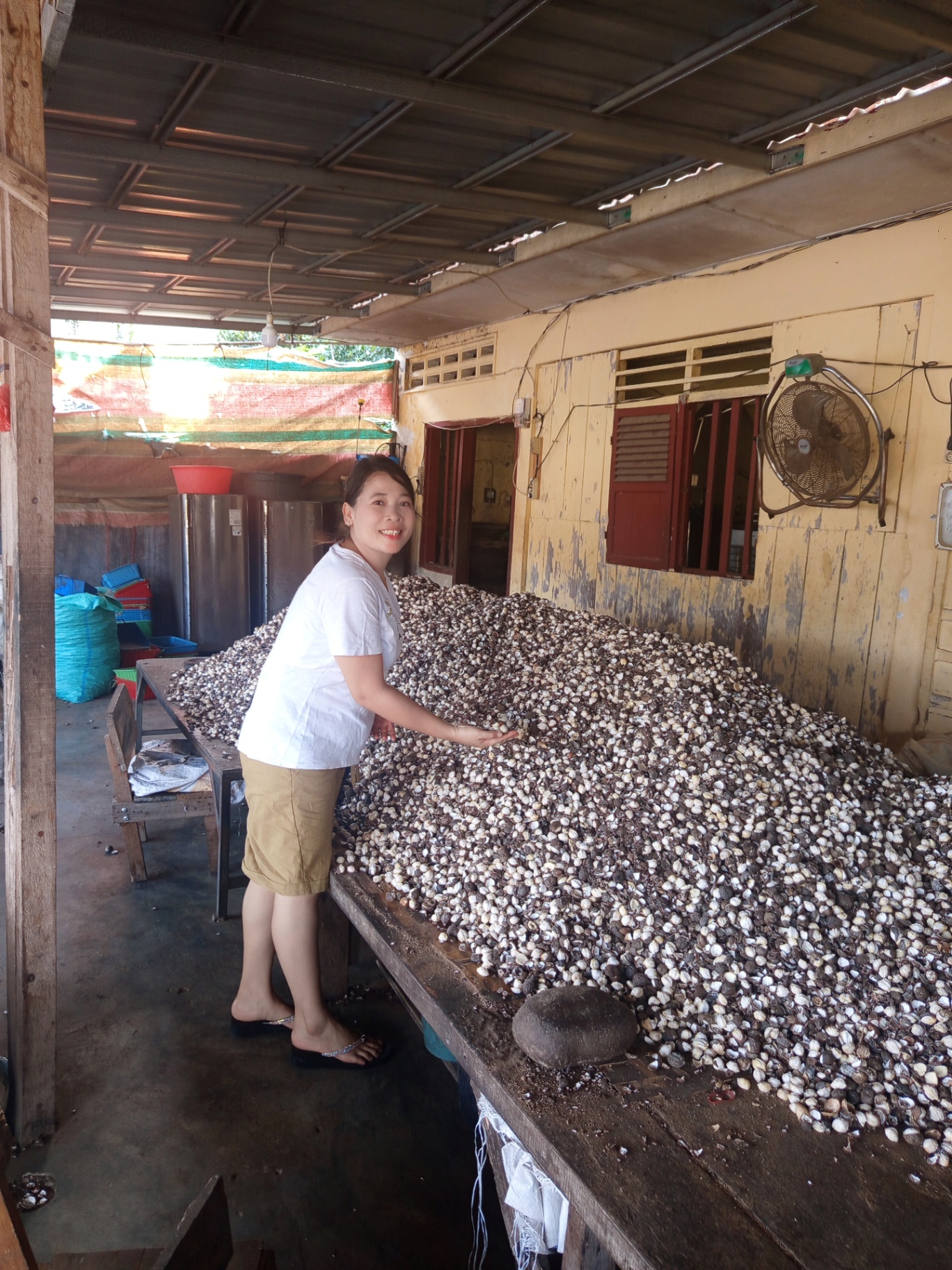 Candlenut shells being cracked and separated on the sorting table
