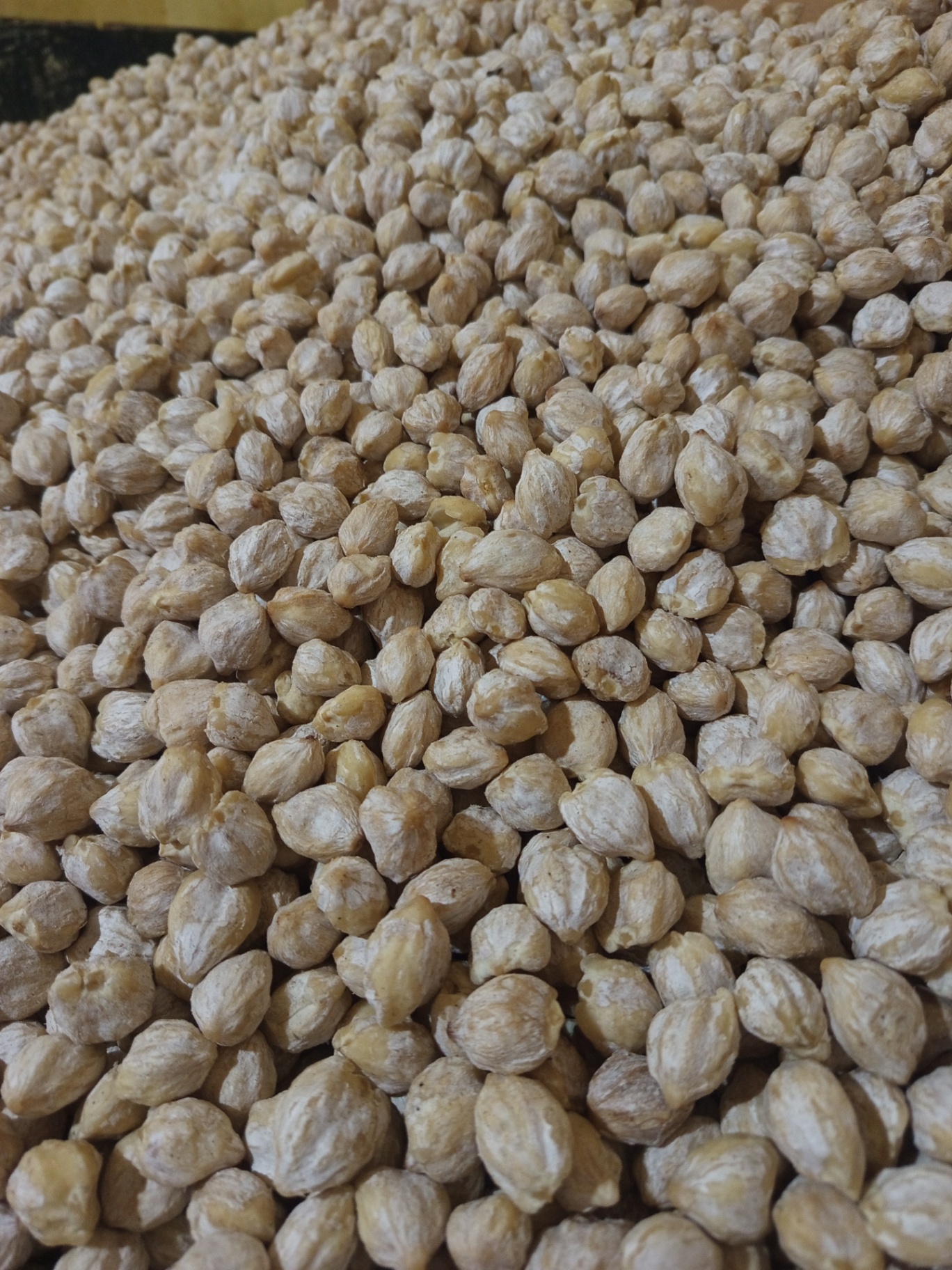 Large pile of shelled candlenut kernels in the processing house