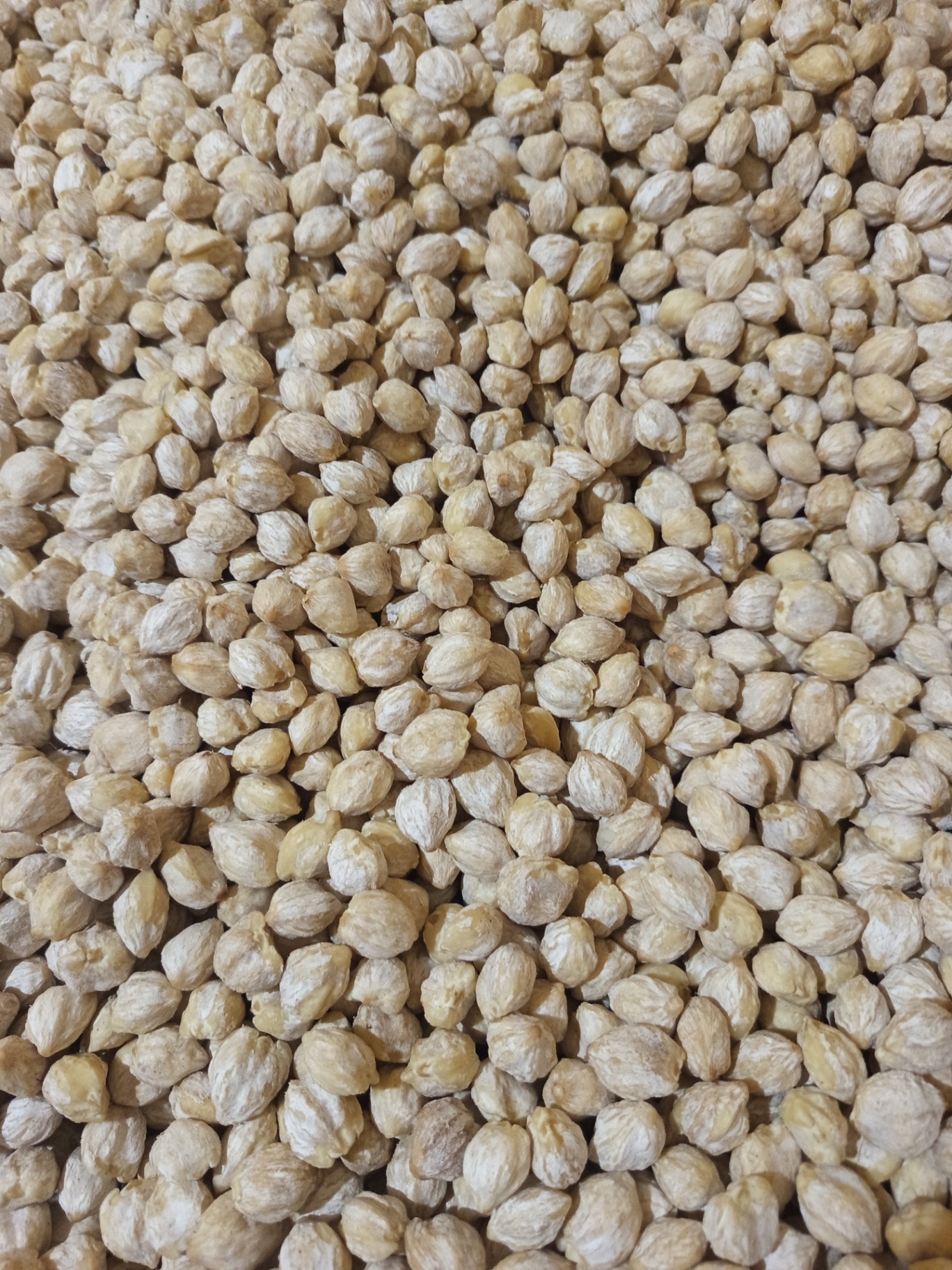 Close-up texture of shelled export grade candlenut kernels